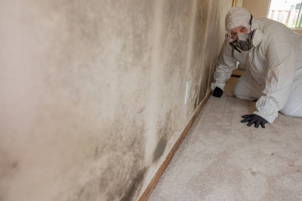 Best Basement Mold Removal  in Madison, NE